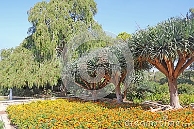 Dracaena dracos, the Canary Islands dragon trees or dragos in the park Ramat Hanadiv Stock Photo