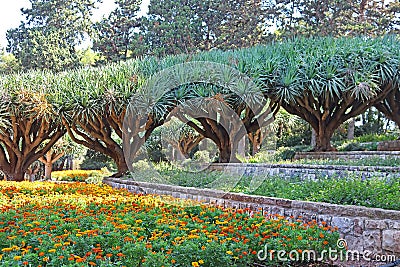 Dracaena dracos, the Canary Islands dragon trees or dragos in the park Ramat Hanadiv Stock Photo
