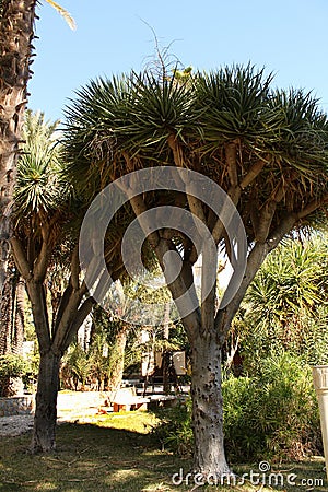 Dracaena Dracos in the garden Stock Photo