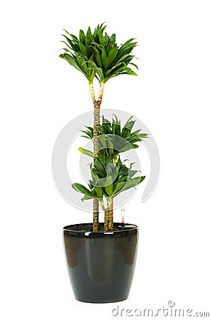 Dracaena plant isolated Stock Photo