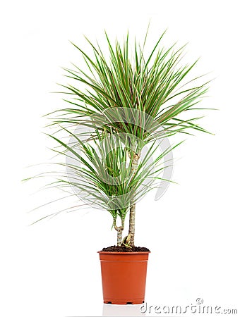 Dracaena in a pot Stock Photo