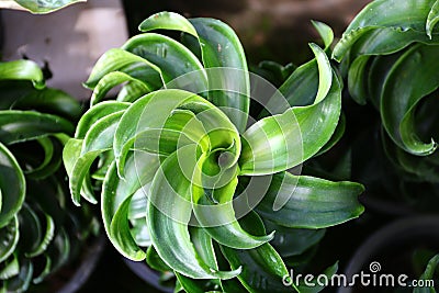 Dracaena tip Stock Photo