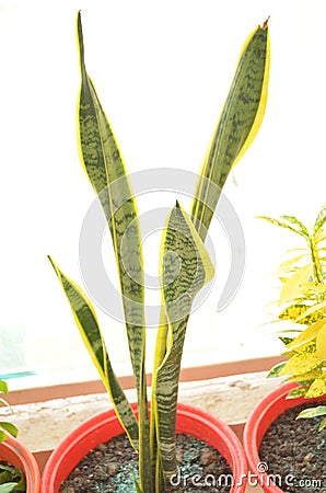 Dracaena trifasciata,mother-in-law's tongue,Saint George's sward or snake plant, viper's bowstring hemp. Stock Photo