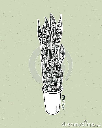 Dracaena trifasciata is a species of flowering plant in the family Asparagaceae, hand draw sketch vector Vector Illustration