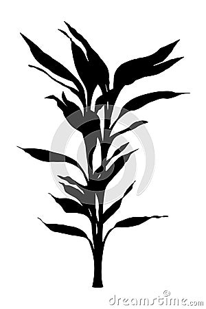 Draceana yucca palm black silhouette Vector Illustration