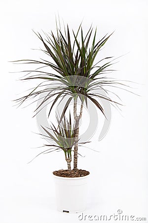 Dracena Stock Photo