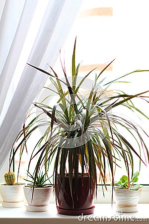 Dracena or dracaena plant Stock Photo