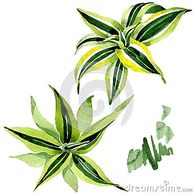Dracena green leaves. Leaf plant floral foliage. Watercolor background set. Isolated dracena illustration element. Cartoon Illustration