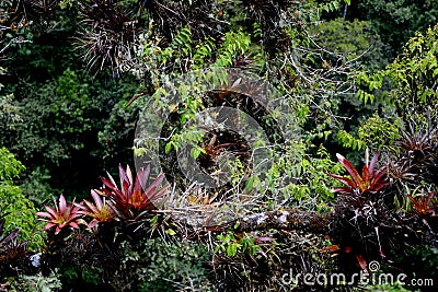 Dracena of the jungle of the Amazon Stock Photo