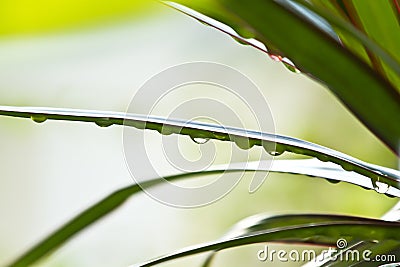 Dracena leaves with Water Droplets Stock Photo