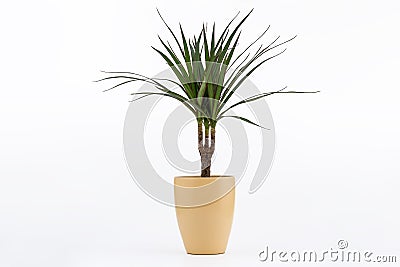 Dracena Marginata or Dragon Tree Plant in flowerpot on white background Stock Photo