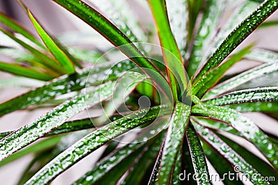 Dracena marginata with water drops Stock Photo