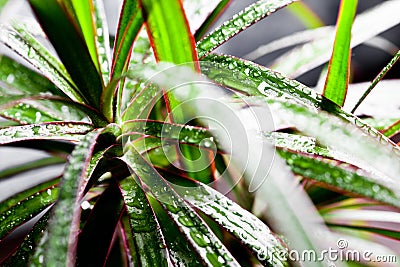 Dracena marginata with water drops Stock Photo