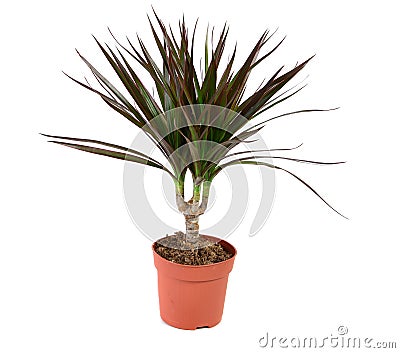 Dracena plant Stock Photo