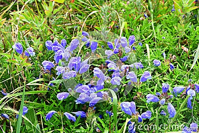 Dracocephalum charkeviczii Prob. family Lamiaceae. The dragonhead of Kharkevich in the bay of Akhlestyshev on the island of Russ Stock Photo