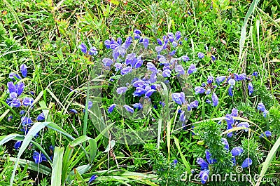 Dracocephalum charkeviczii Prob. family Lamiaceae. The dragonhead of Kharkevich in the bay of Akhlestyshev on the island of Russ Stock Photo