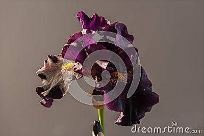 Draculas Kiss bloom blooming. Beautiful spring flower open petal. White purple edges iris blossom. Stock Photo