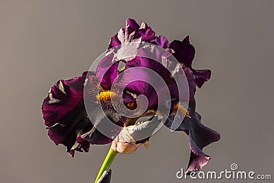 Draculas Kiss bloom blooming. Beautiful spring flower open petal. White with purple edges iris blossom Stock Photo