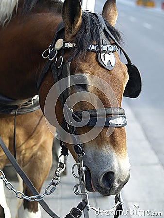 Draft horse Stock Photo