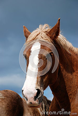 Draft horse head Stock Photo