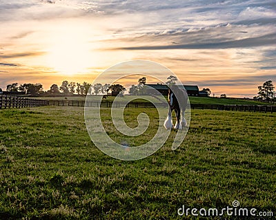 Draft horse on a Kentucky horse farm Stock Photo