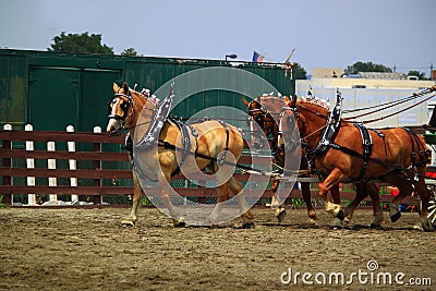 Draft Horse Show Drill Stock Photo
