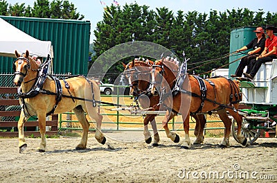 Draft Horse Show Editorial Stock Photo
