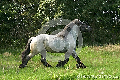 Draft horse in a trot Stock Photo