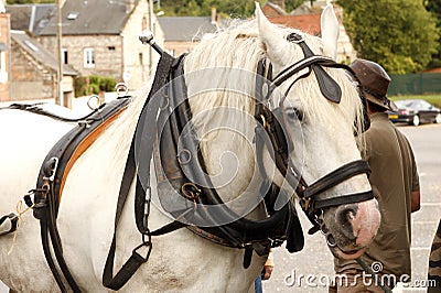 Draft horse Stock Photo