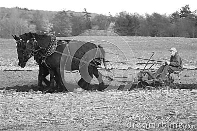 Draft Horses Stock Photo