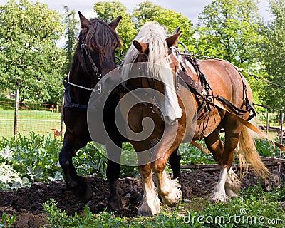 Draft horses Stock Photo