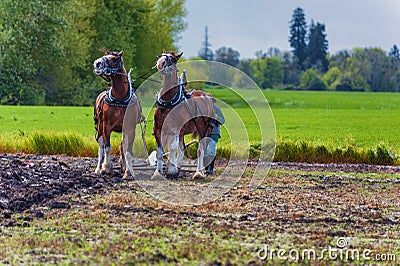 Draft Horses with attached plow line up Editorial Stock Photo