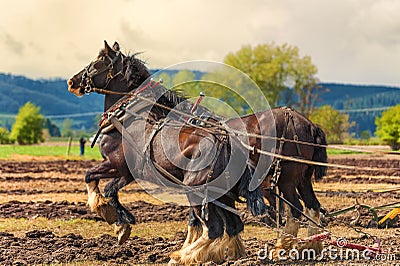 Draft Horses hooked to a plow Editorial Stock Photo