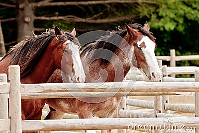 Draft Horses Stock Photo