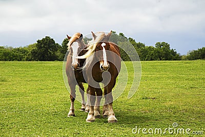 Draft Horses on the Bluebonnet Trail Near Ennis, Texas Stock Photo