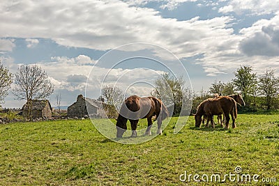 Draft horses in the meadow in the Cevennes, Occitania, France Stock Photo