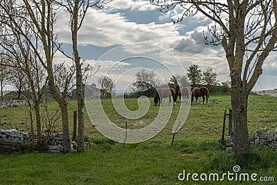 Draft horses in the meadow in the Cevennes, Occitania, France Stock Photo