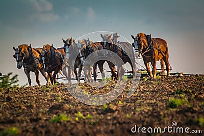 Draft Horses Plow Field Editorial Stock Photo