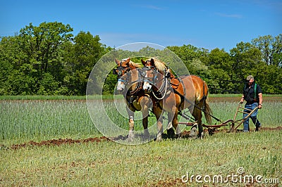 Draft Horses Plowing Field Editorial Stock Photo