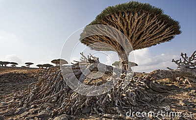 Dragon blood tree, dracaena cinnabari Stock Photo
