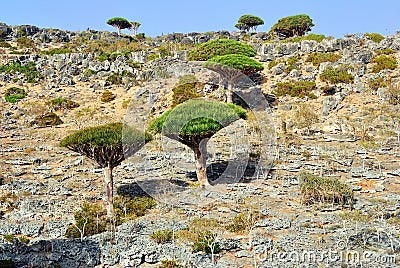 Dragon Blood Tree, Socotra Stock Photo