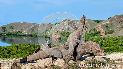 Dragon on the dragon. Stock Photo