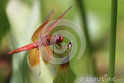 Dragon flies in the wild Stock Photo