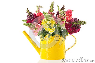 Dragon flowers in purple vase Stock Photo