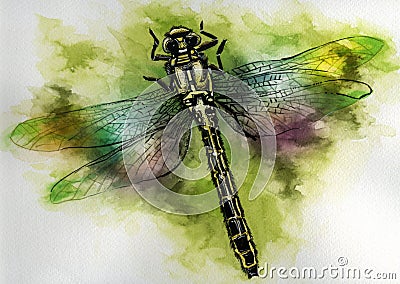 Dragon fly Stock Photo