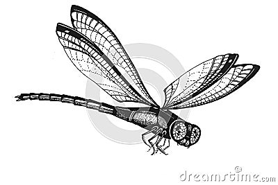 Dragon fly Cartoon Illustration