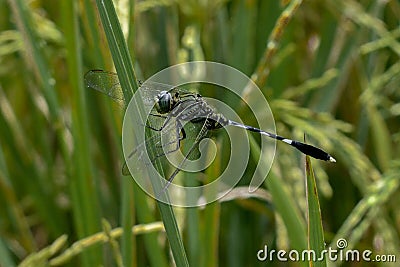 Dragon fly amongs Rice Trees Stock Photo