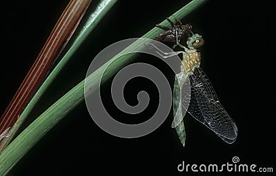 Dragon fly Stock Photo