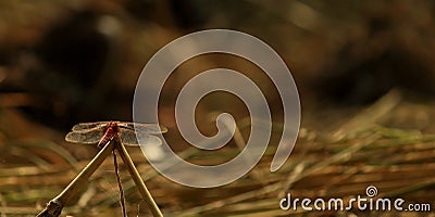 Dragon Fly Stock Photo