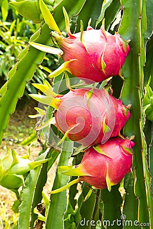 Dragon fruit Stock Photo